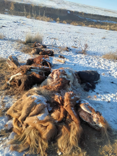 Хурдан удмын долоон адуугаа алдсан малчин сарын дараа толгой, арьсыг нь олжээ